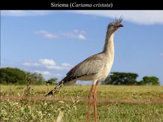 Siriema (Cariama cristata) 
 