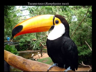 Tucano-toco (Ramphastos toco) 
 