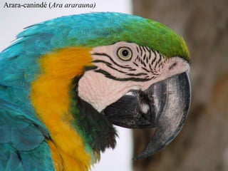 Arara-canindé (Ara ararauna) 
 