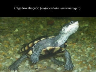 Cágado-cabeçudo (Bufocephala vanderhaegei ) 
 