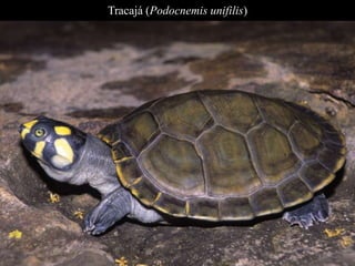 Tracajá (Podocnemis unifilis) 
 