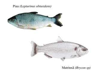 Piau (Lepturinus obtusidens) 
Matrinxã (Brycon sp) 
 