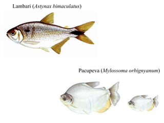 Lambari (Astynax bimaculatus) 
Pacupeva (Mylossoma orbignyanum) 
 