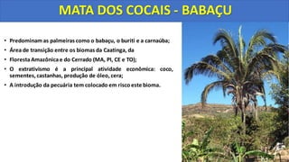 • Predominam as palmeiras como o babaçu, o buriti e a carnaúba;
• Área de transição entre os biomas da Caatinga, da
• FlorestaAmazônicae do Cerrado (MA, PI, CE e TO);
• O extrativismo é a principal atividade econômica: coco,
sementes, castanhas, produção de óleo, cera;
• A introdução da pecuária tem colocado em risco este bioma.
MATA DOS COCAIS - BABAÇU
 