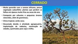 • Muito parecido com a savana africana, possui
vegetação caducifólia: plantas que perdem as
folhas em épocas muito frias ou secas do ano.
• Composto por arbustos e pequenas árvores
retorcidas, além de gramíneas;
• Clima tropical, verão seco;
• Devastado devido à atividade agropecuária,
implantação de rodovias, construção de
cidades, queimadas para soja e milho.
CERRADO
 