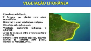 • Estende-se pelo litoral;
• É formada por plantas com raízes
respiratórias.
• Desenvolve-se em solo lodoso e salgado;
• Clima tropical e subtropical;
• Vegetação exuberante (arbustiva e
arbórea);
• Áreas de transição entre a vida terrestre e
a marinha;
• Berçarios para diversas espécies, algumas
servem de alimento para peixes,
crustáceos, moluscos, aves…
VEGETAÇÃO LITORÂNEA
 