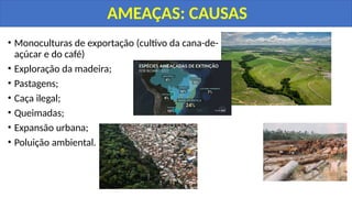 • Monoculturas de exportação (cultivo da cana-de-
açúcar e do café)
• Exploração da madeira;
• Pastagens;
• Caça ilegal;
• Queimadas;
• Expansão urbana;
• Poluição ambiental.
AMEAÇAS: CAUSAS
 