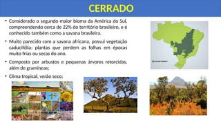 • Considerado o segundo maior bioma da América do Sul,
compreendendo cerca de 22% do território brasileiro, e é
conhecido também como a savana brasileira.
• Muito parecido com a savana africana, possui vegetação
caducifólia: plantas que perdem as folhas em épocas
muito frias ou secas do ano.
• Composto por arbustos e pequenas árvores retorcidas,
além de gramíneas;
• Clima tropical, verão seco;
CERRADO
 
