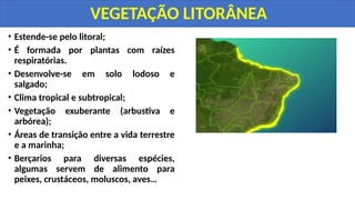 • Estende-se pelo litoral;
• É formada por plantas com raízes
respiratórias.
• Desenvolve-se em solo lodoso e
salgado;
• Clima tropical e subtropical;
• Vegetação exuberante (arbustiva e
arbórea);
• Áreas de transição entre a vida terrestre
e a marinha;
• Berçarios para diversas espécies,
algumas servem de alimento para
peixes, crustáceos, moluscos, aves…
VEGETAÇÃO LITORÂNEA
 