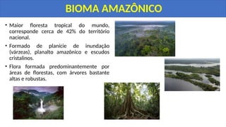 • Maior floresta tropical do mundo,
corresponde cerca de 42% do território
nacional.
• Formado de planície de inundação
(várzeas), planalto amazônico e escudos
cristalinos.
• Flora formada predominantemente por
áreas de florestas, com árvores bastante
altas e robustas.
BIOMA AMAZÔNICO
 