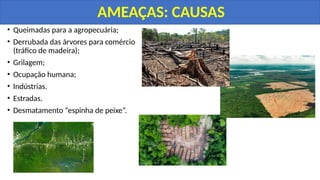 • Queimadas para a agropecuária;
• Derrubada das árvores para comércio
(tráfico de madeira);
• Grilagem;
• Ocupação humana;
• Indústrias.
• Estradas.
• Desmatamento “espinha de peixe”.
AMEAÇAS: CAUSAS
 