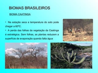 BIOMAS BRASILEIROS  Na estação seca a temperatura do solo pode chegar a 60ºC. A perda das folhas da vegetação da Caatinga é estratégica. Sem folhas, as plantas reduzem a superfície de evaporação quando falta água BIOMA CAATINGA 