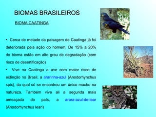 BIOMAS BRASILEIROS  Cerca de metade da paisagem de Caatinga já foi deteriorada pela ação do homem. De 15% a 20% do bioma estão em alto grau de degradação (com risco de desertificação) Vive na Caatinga a ave com maior risco de extinção no Brasil, a  ararinha-azul  (Anodorhynchus spix), da qual só se encontrou um único macho na natureza. Também vive ali a segunda mais ameaçada do país, a  arara-azul-de-lear  (Anodorhynchus leari) BIOMA CAATINGA 