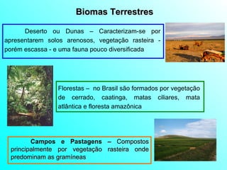 Biomas Terrestres Campos e Pastagens  –  Compostos principalmente por vegetação rasteira onde predominam as gramíneas   Deserto ou Dunas  – Caracterizam-se por apresentarem solos arenosos, vegetação rasteira - porém escassa - e uma fauna pouco diversificada Florestas  –  no Brasil são formados por vegetação de cerrado, caatinga, matas ciliares, mata atlântica e floresta amazônica 