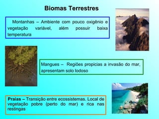 Biomas Terrestres Praias  –  Transição entre ecossistemas. Local de vegetação pobre (perto do mar) e rica nas restingas Montanhas  – Ambiente com pouco oxigênio e vegetação variável, além possuir baixa temperatura  Mangues –  Regiões propicias a invasão do mar, apresentam solo lodoso 
