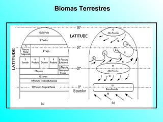 Biomas Terrestres 