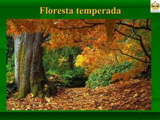 Floresta temperada  