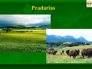 Pradarias 