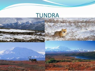 TUNDRA
 
