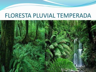 FLORESTA PLUVIAL TEMPERADA
 