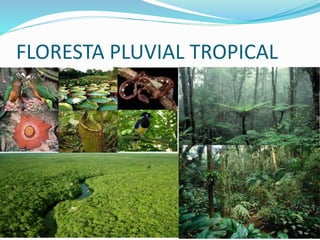 FLORESTA PLUVIAL TROPICAL
 
