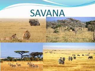 SAVANA
 
