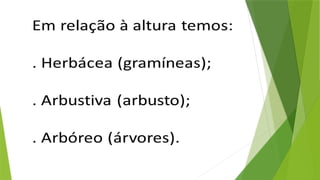 BIOMAS DO MUNDO E DO BRASIL - FN - 2025.pptx