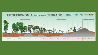 Biomas e domínios brasileiros I