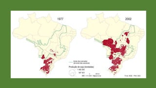 Biomas e domínios brasileiros I