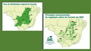 Biomas e domínios brasileiros I