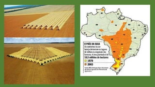 Biomas e domínios brasileiros I