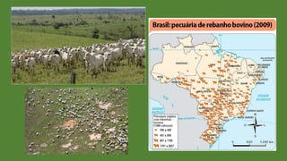 Biomas e domínios brasileiros I