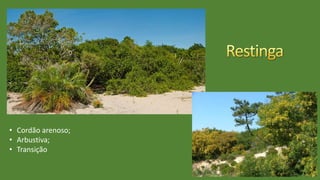 • Cordão arenoso;
• Arbustiva;
• Transição
 