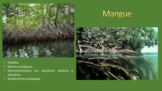 • Halófila;
• Nichos ecológicos;
• Desenvolvimento em estuários: arbórea e
arbustiva;
• Amplamente ameaçada.
 