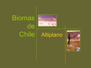 Altiplano
Biomas
de
Chile
 
