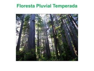 Floresta Pluvial Temperada
 