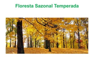 Floresta Sazonal Temperada
 