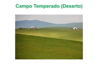 Campo Temperado (Deserto)
 