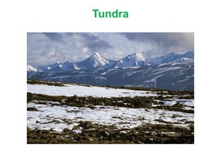 Tundra
 