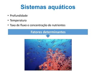 Sistemas aquáticos
• Profundidade
• Temperatura
• Taxa de fluxo e concentração de nutrientes
Fatores determinantes
 