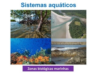 Sistemas aquáticos
Zonas biológicas marinhas
 