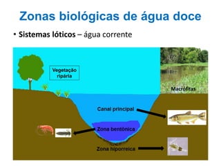 • Sistemas lóticos – água corrente
Vegetação
ripária
Macrófitas
Zonas biológicas de água doce
 