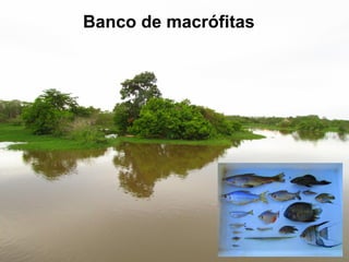 Banco de macrófitas
 