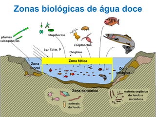 Zona
pelágica
Zona
litoral
Zona fótica
Zona bentônica
Zonas biológicas de água doce
 
