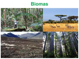 Biomas
 