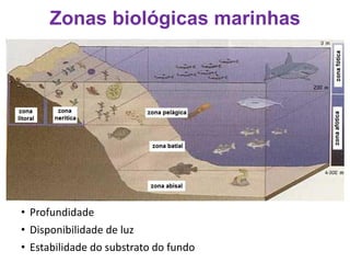 Zonas biológicas marinhas
• Profundidade
• Disponibilidade de luz
• Estabilidade do substrato do fundo
 