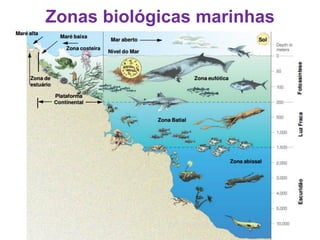 Zonas biológicas marinhas
 