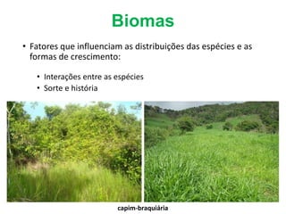 Biomas
• Fatores que influenciam as distribuições das espécies e as
formas de crescimento:
• Interações entre as espécies
• Sorte e história
capim-braquiária
 