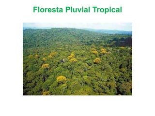Floresta Pluvial Tropical
 