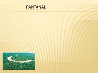 PANTANAL 
 